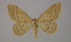  (Idaea hausmanni - BC ZSM Lep 11434)  @11 [ ] CreativeCommons - Attribution Non-Commercial Share-Alike (2010) Axel Hausmann SNSB, Zoologische Staatssammlung Muenchen