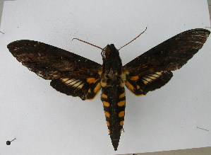  ( - BC ZSM Lep 15191)  @11 [ ] CreativeCommons - Attribution Non-Commercial Share-Alike (2010) Axel Hausmann SNSB, Zoologische Staatssammlung Muenchen