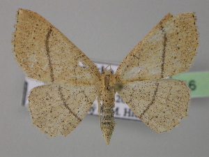  (Cyclophora suppunctaria - BC ZSM Lep 26516)  @13 [ ] CreativeCommons - Attribution Non-Commercial Share-Alike (2010) Axel Hausmann SNSB, Zoologische Staatssammlung Muenchen