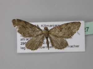  (Eupithecia isotenesAH01Tz - BC ZSM Lep 32327)  @11 [ ] CreativeCommons - Attribution Non-Commercial Share-Alike (2010) Axel Hausmann SNSB, Zoologische Staatssammlung Muenchen
