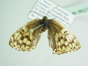  ( - BC ZSM Lep 86072)  @12 [ ] CreativeCommons - Attribution Non-Commercial Share-Alike (2015) Axel Hausmann SNSB, Zoologische Staatssammlung Muenchen