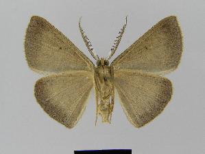  (Casbia albinotataEF01 - BC EF Lep 00422)  @14 [ ] Copyright (2010) Egbert Friedrich Research Collection of Egbert Friedrich