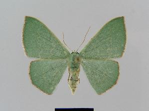  ( - BC EF Lep 00646)  @13 [ ] Copyright (2010) Egbert Friedrich Research Collection of Egbert Friedrich