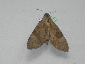  ( - BC ZSM Lep 02168)  @12 [ ] CreativeCommons - Attribution Non-Commercial Share-Alike (2010) Axel Hausmann SNSB, Zoologische Staatssammlung Muenchen