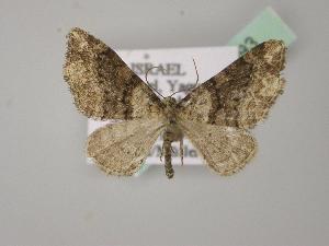  ( - BC ZSM Lep 02993)  @13 [ ] CreativeCommons - Attribution Non-Commercial Share-Alike (2010) Axel Hausmann SNSB, Zoologische Staatssammlung Muenchen