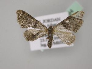  ( - BC ZSM Lep 02994)  @13 [ ] CreativeCommons - Attribution Non-Commercial Share-Alike (2010) Axel Hausmann SNSB, Zoologische Staatssammlung Muenchen