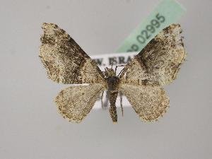  ( - BC ZSM Lep 02995)  @13 [ ] CreativeCommons - Attribution Non-Commercial Share-Alike (2010) Axel Hausmann SNSB, Zoologische Staatssammlung Muenchen