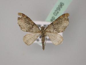  ( - BC ZSM Lep 02996)  @13 [ ] CreativeCommons - Attribution Non-Commercial Share-Alike (2010) Axel Hausmann SNSB, Zoologische Staatssammlung Muenchen