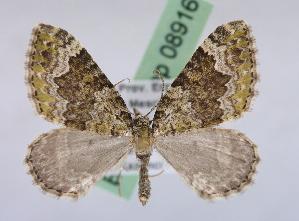  ( - BC ZSM Lep 08916)  @13 [ ] Copyright (2010) Axel Hausmann/Bavarian State Collection of Zoology (ZSM) SNSB, Zoologische Staatssammlung Muenchen