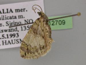  ( - BC ZSM Lep 12709)  @12 [ ] CreativeCommons - Attribution Non-Commercial Share-Alike (2010) Axel Hausmann SNSB, Zoologische Staatssammlung Muenchen