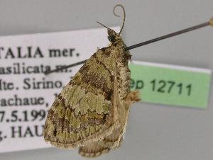  ( - BC ZSM Lep 12711)  @12 [ ] CreativeCommons - Attribution Non-Commercial Share-Alike (2010) Axel Hausmann SNSB, Zoologische Staatssammlung Muenchen