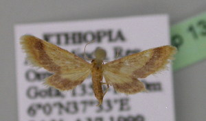  (Idaea rufifasciaAH01Et - BC ZSM Lep 13818)  @13 [ ] CreativeCommons - Attribution Non-Commercial Share-Alike (2010) Axel Hausmann SNSB, Zoologische Staatssammlung Muenchen