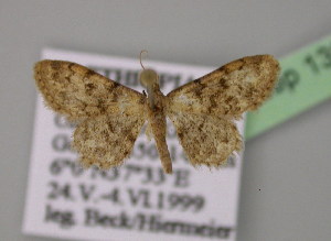  (Idaea fumilinea - BC ZSM Lep 13832)  @14 [ ] CreativeCommons - Attribution Non-Commercial Share-Alike (2010) Axel Hausmann SNSB, Zoologische Staatssammlung Muenchen