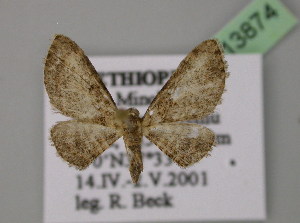  (Eupithecia dissonans - BC ZSM Lep 13874)  @14 [ ] CreativeCommons - Attribution Non-Commercial Share-Alike (2010) Axel Hausmann SNSB, Zoologische Staatssammlung Muenchen