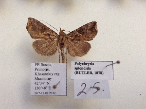  (Polychrysia splendida - BC ZSM Lep 88001)  @13 [ ] CreativeCommons - Attribution Non-Commercial Share-Alike (2015) Axel Hausmann SNSB, Zoologische Staatssammlung Muenchen