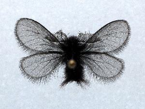  ( - BC ZSM Lep 88039)  @14 [ ] Axel Hausmann/Bavarian State Collection of Zoology (ZSM) (2015) Axel Hausmann/Bavarian State Collection of Zoology (ZSM) SNSB, Zoologische Staatssammlung Muenchen