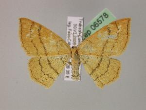  (Cyclophora linearia - BC ZSM Lep 06578)  @14 [ ] Copyright (2010) Axel Hausmann/Bavarian State Collection of Zoology (ZSM) SNSB, Zoologische Staatssammlung Muenchen