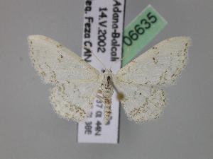  (Idaea textaria - BC ZSM Lep 06635)  @15 [ ] Copyright (2010) Axel Hausmann/Bavarian State Collection of Zoology (ZSM) SNSB, Zoologische Staatssammlung Muenchen