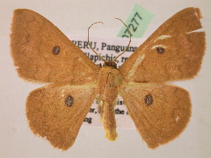  (Cyclophora AH01Pe - BC ZSM Lep 07277)  @15 [ ] CreativeCommons - Attribution Non-Commercial Share-Alike (2010) Axel Hausmann SNSB, Zoologische Staatssammlung Muenchen