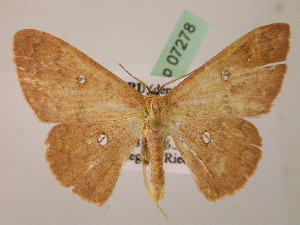  (Cyclophora AH02Pe - BC ZSM Lep 07278)  @14 [ ] CreativeCommons - Attribution Non-Commercial Share-Alike (2010) Axel Hausmann SNSB, Zoologische Staatssammlung Muenchen