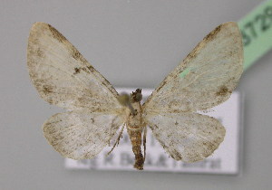  (Eupithecia AH10Et - BC ZSM Lep 13729)  @13 [ ] CreativeCommons - Attribution Non-Commercial Share-Alike (2010) Axel Hausmann SNSB, Zoologische Staatssammlung Muenchen
