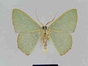  ( - BC EF Lep 01049)  @13 [ ] Copyright (2010) Egbert Friedrich Research Collection of Egbert Friedrich