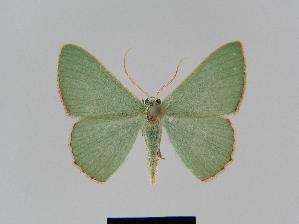  ( - BC EF Lep 01060)  @13 [ ] Copyright (2010) Egbert Friedrich Research Collection of Egbert Friedrich