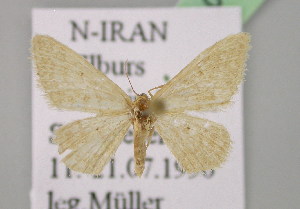  (Idaea peluraria - BC ZSM Lep 07233)  @11 [ ] CreativeCommons - Attribution Non-Commercial Share-Alike (2010) Axel Hausmann SNSB, Zoologische Staatssammlung Muenchen
