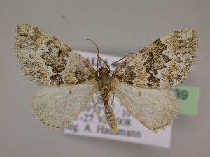  ( - BC ZSM Lep 16539)  @12 [ ] CreativeCommons - Attribution Non-Commercial Share-Alike (2010) Axel Hausmann SNSB, Zoologische Staatssammlung Muenchen