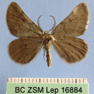  (Sciadia septaria - BC ZSM Lep 16884)  @14 [ ] Copyright (2010) Axel Hausmann/Bavarian State Collection of Zoology (ZSM) SNSB, Zoologische Staatssammlung Muenchen