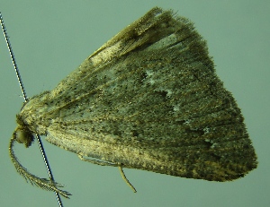  (Perissopteryx varians - BC LP 0077)  @12 [ ] Unspecified (default): All Rights Reserved  Unspecified Unspecified