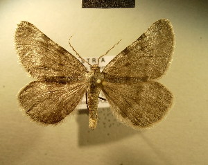  ( - BC NP 0184)  @12 [ ] Copyright (2010) Norbert Poell Research Collection of Norbert Poell
