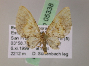  (Eupithecia AH75Ec - BC ZSM Lep 05338)  @11 [ ] CreativeCommons - Attribution Non-Commercial Share-Alike (2010) Axel Hausmann SNSB, Zoologische Staatssammlung Muenchen
