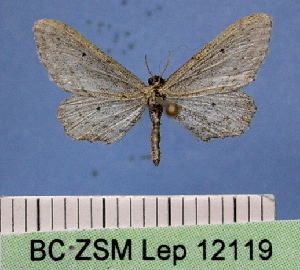  (Idaea longaria - BC ZSM Lep 12119)  @14 [ ] Copyright (2010) Axel Hausmann/Bavarian State Collection of Zoology (ZSM) SNSB, Zoologische Staatssammlung Muenchen