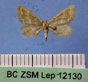  (Idaea fractilineata - BC ZSM Lep 12130)  @11 [ ] Copyright (2010) Axel Hausmann/Bavarian State Collection of Zoology (ZSM) SNSB, Zoologische Staatssammlung Muenchen