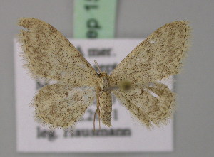  (Idaea typicata - BC ZSM Lep 15046)  @14 [ ] CreativeCommons - Attribution Non-Commercial Share-Alike (2010) Axel Hausmann SNSB, Zoologische Staatssammlung Muenchen