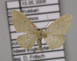  (Idaea troglodytaria - BC ZSM Lep 15082)  @13 [ ] CreativeCommons - Attribution Non-Commercial Share-Alike (2010) Axel Hausmann SNSB, Zoologische Staatssammlung Muenchen