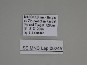  ( - SE MNC Lep 00245)  @11 [ ] Copyright (2010) Sven Erlacher Museum fuer Naturkunde, Chemnitz