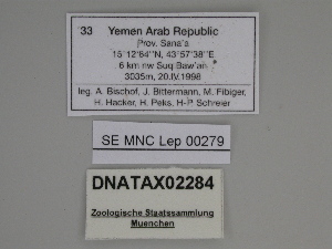  ( - SE MNC Lep 00279)  @11 [ ] Copyright (2010) Sven Erlacher Museum fuer Naturkunde, Chemnitz