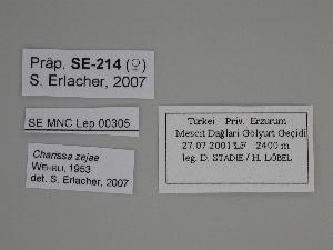  ( - SE MNC Lep 00305)  @11 [ ] Copyright (2010) Sven Erlacher Museum fuer Naturkunde, Chemnitz