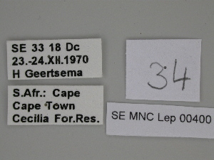  (Gnophos multispinata - SE MNC Lep 00400)  @11 [ ] Copyright (2010) Sven Erlacher Museum fuer Naturkunde, Chemnitz