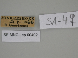  ( - SE MNC Lep 00402)  @11 [ ] Copyright (2010) Sven Erlacher Museum fuer Naturkunde, Chemnitz
