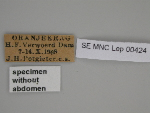  ( - SE MNC Lep 00424)  @11 [ ] Copyright (2010) Sven Erlacher Museum fuer Naturkunde, Chemnitz