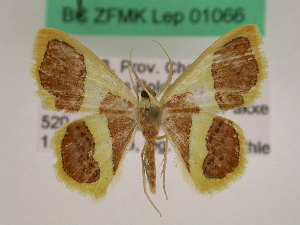  ( - BC ZFMK Lep 01066)  @11 [ ] Copyright (2012) Dieter Stuening Zoological Research Museum Alexander Koenig