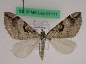  (Aplocera poneformata - BC ZFMK Lep 01111)  @13 [ ] Copyright (2012) Dieter Stuening Zoological Research Museum Alexander Koenig