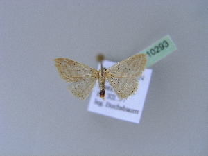  (Idaea AH01NG - BC ZSM Lep 10293)  @11 [ ] CreativeCommons - Attribution Non-Commercial Share-Alike (2010) Axel Hausmann SNSB, Zoologische Staatssammlung Muenchen
