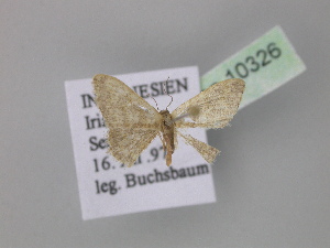  (Idaea AH01NG - BC ZSM Lep 10326)  @11 [ ] CreativeCommons - Attribution Non-Commercial Share-Alike (2010) Axel Hausmann SNSB, Zoologische Staatssammlung Muenchen