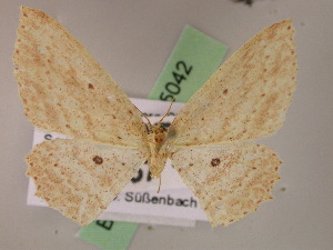  (Cyclophora gracilineaAH01Ec - BC ZSM Lep 05042)  @14 [ ] CreativeCommons - Attribution Non-Commercial Share-Alike (2010) Axel Hausmann SNSB, Zoologische Staatssammlung Muenchen