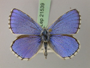  (Polyommatus bellargus - BC ZSM Lep 21539)  @11 [ ] CreativeCommons - Attribution Non-Commercial Share-Alike (2010) Axel Hausmann SNSB, Zoologische Staatssammlung Muenchen
