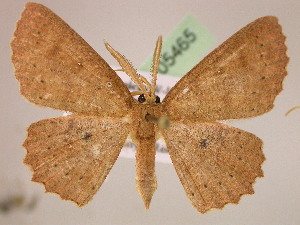  (Cyclophora ordinata - BC ZSM Lep 05465)  @15 [ ] CreativeCommons - Attribution Non-Commercial Share-Alike (2010) Axel Hausmann SNSB, Zoologische Staatssammlung Muenchen